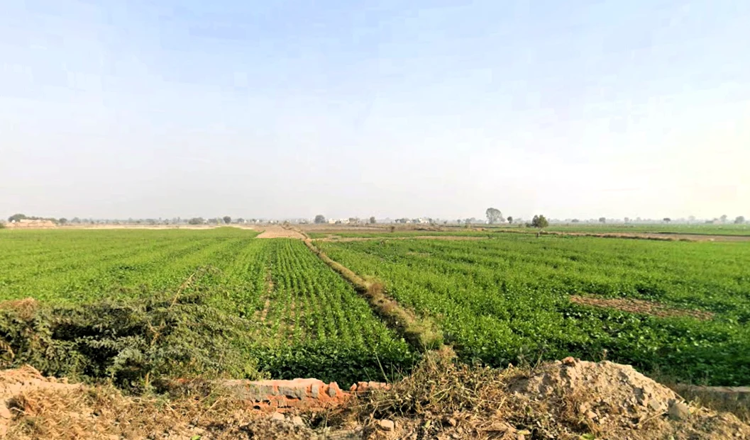 Agriculture Land Bhiwani