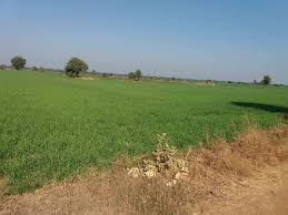 Agriculture Land in Karnal