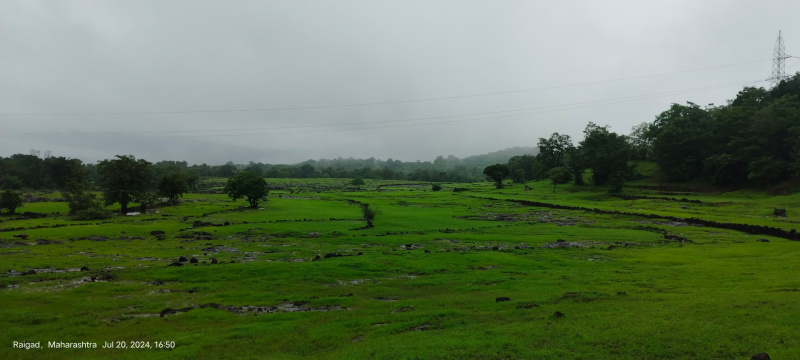 Agriculture Land Sirsa